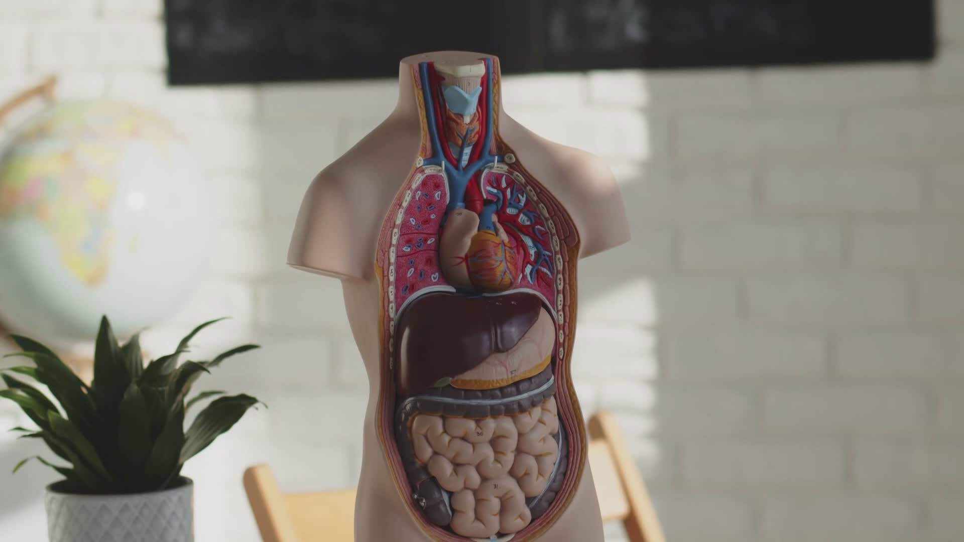 Alimentazione, Testino (Asl 3): "Cibo spazzatura e fegato grasso, ecco cosa si rischia"