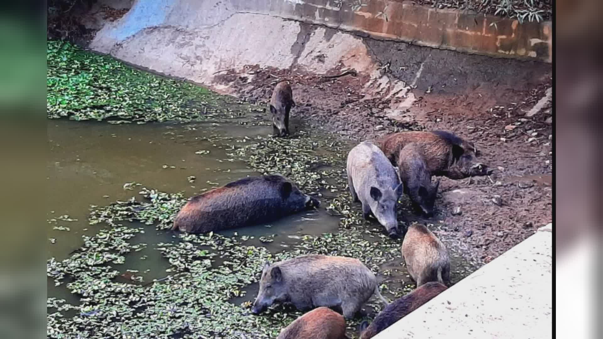 Peste suina africana, intensificati i provvedimenti di sanità pubblica