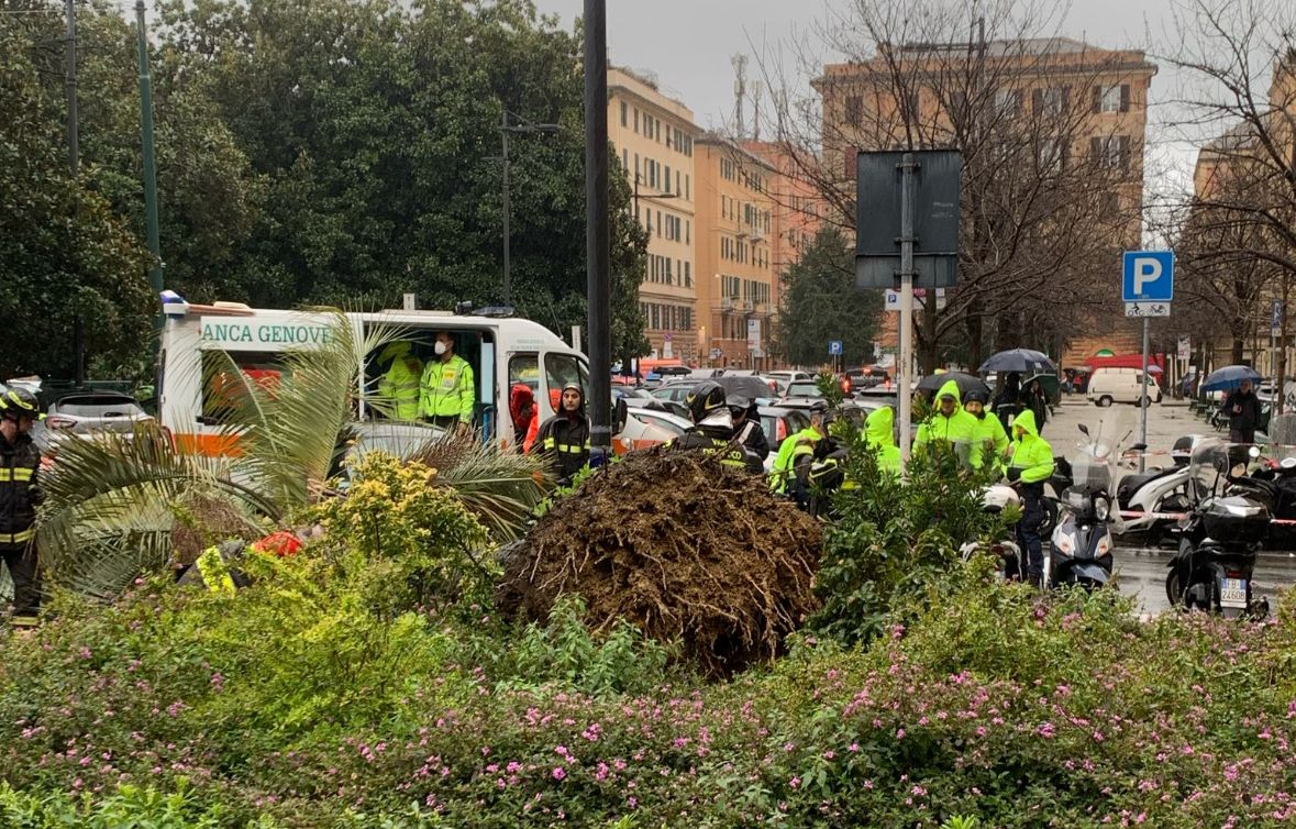 Genova, palma crollata: il giudice chiede di verificare altri possibili responsabili