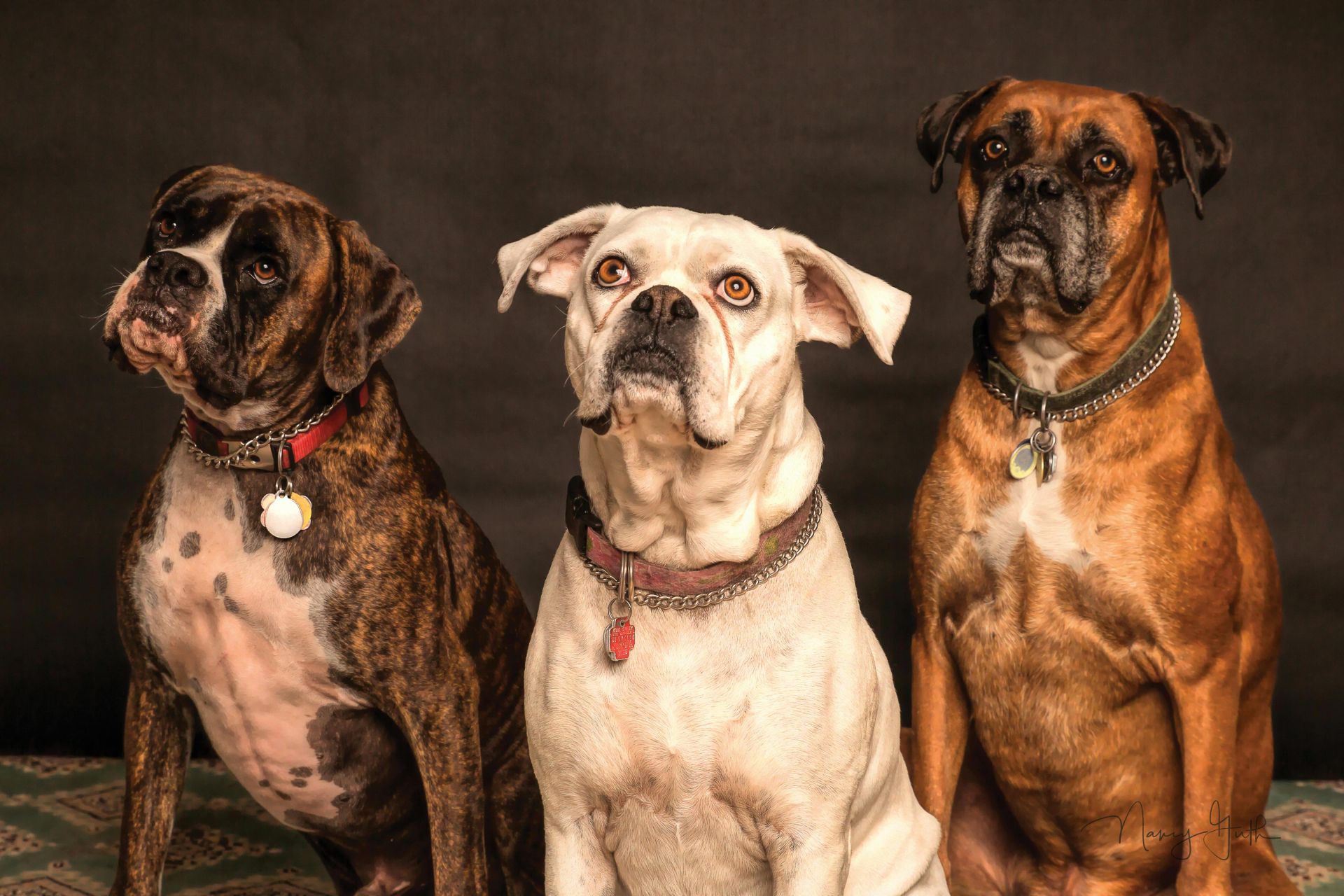 La Spezia, parte la campagna contro l’abbandono delle deiezioni canine: “Non lasciare tracce!”