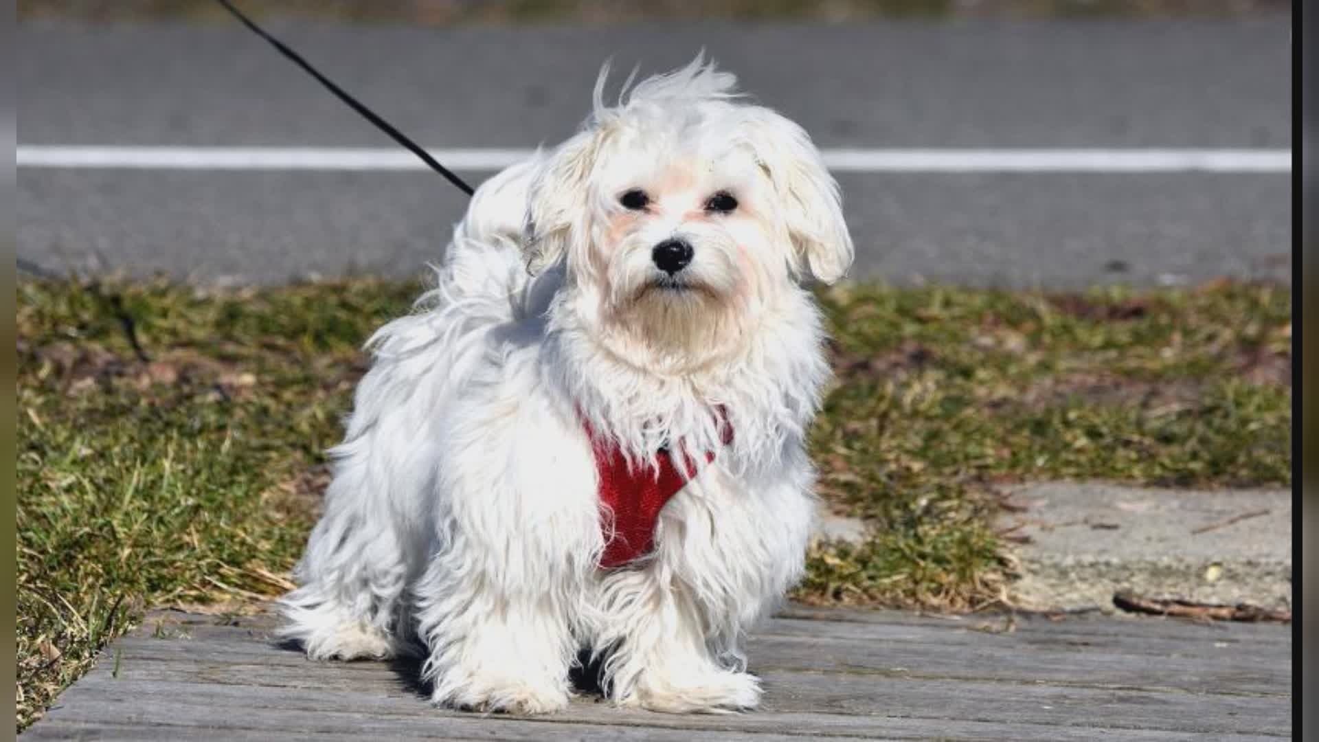 Genova apre i musei civici agli amici a quattro zampe con il servizio “Dogs & Museum”