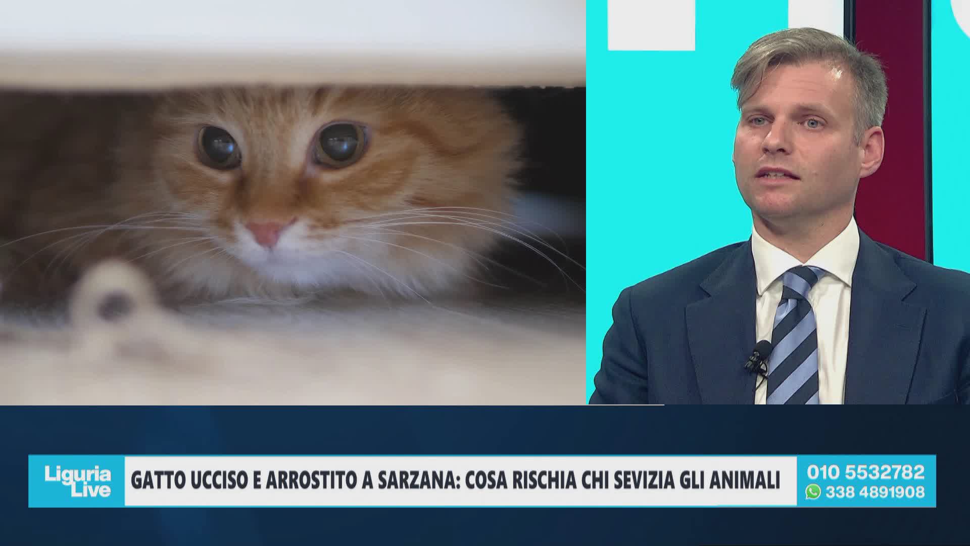 Gatto ucciso e arrostito a Sarzana: quali sono le conseguenze penali dei maltrattamenti su animali