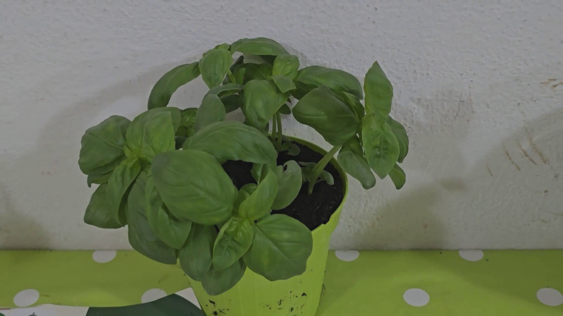 Pra’ in festa: arte, pesto e arriva anche la selezione per il Campionato mondiale del pesto