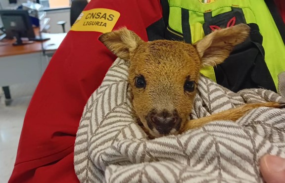 Capriolo in difficoltà sulla provinciale a Soviore: recuperato e affidato al centro fauna di Campomorone