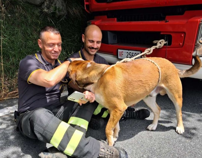 Bolzaneto, cucciolo di 10 mesi cade in un dirupo: salvato dai Vigili del Fuoco e restituito alla padrona