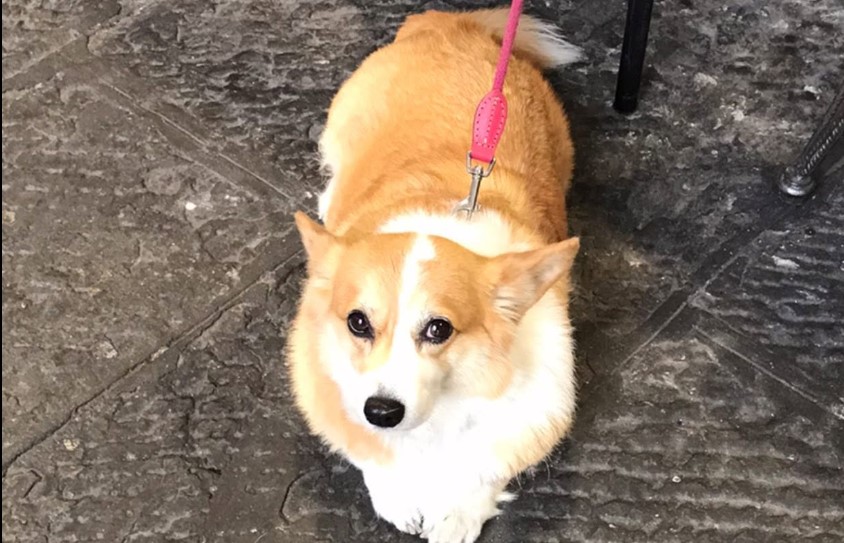 Genova sempre più a misura di cane: via libera ai nuovi punti di raccolta
