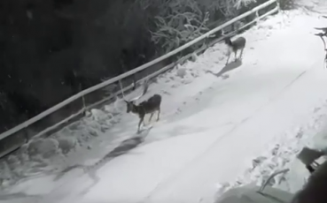 Torriglia, due splendidi daini a passeggio in strada sotto la neve: il video