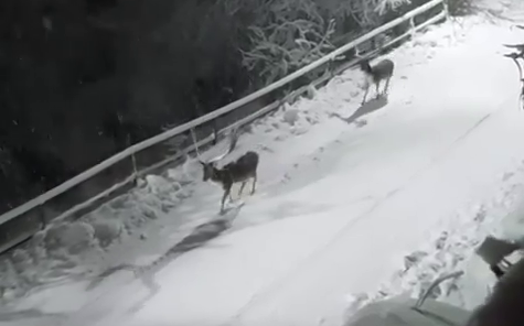 Torriglia, due splendidi daini a passeggio in strada sotto la neve: il video