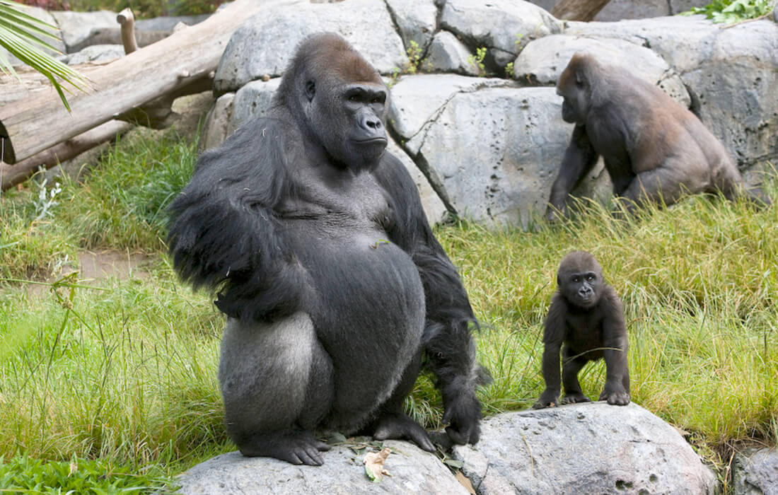 Covid, gorilla positivi nello zoo di San Diego: primo caso in primati non umani