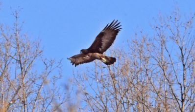 Eccezionale avvistamento a Vobbia, una coppia di aquile reali in Liguria