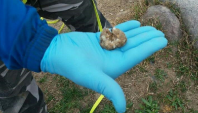 Bocconi avvelenati, in Liguria ogni giorno una decina di casi segnalati