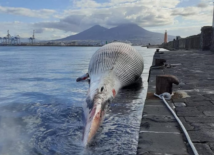 La balenottera morta a Sorrento è la più grande mai registrata nel Mediterraneo