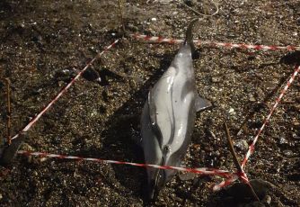 Delfino spiaggiato a Rapallo: recuperato per la necroscopia