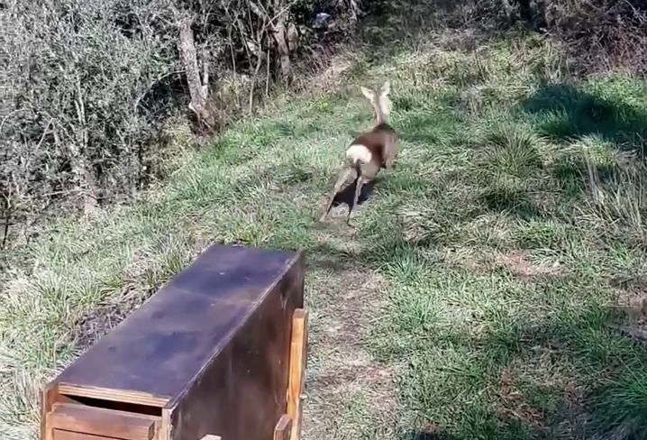 Genova, capriolo cade in un torrente e si ferisce: salvato e liberato