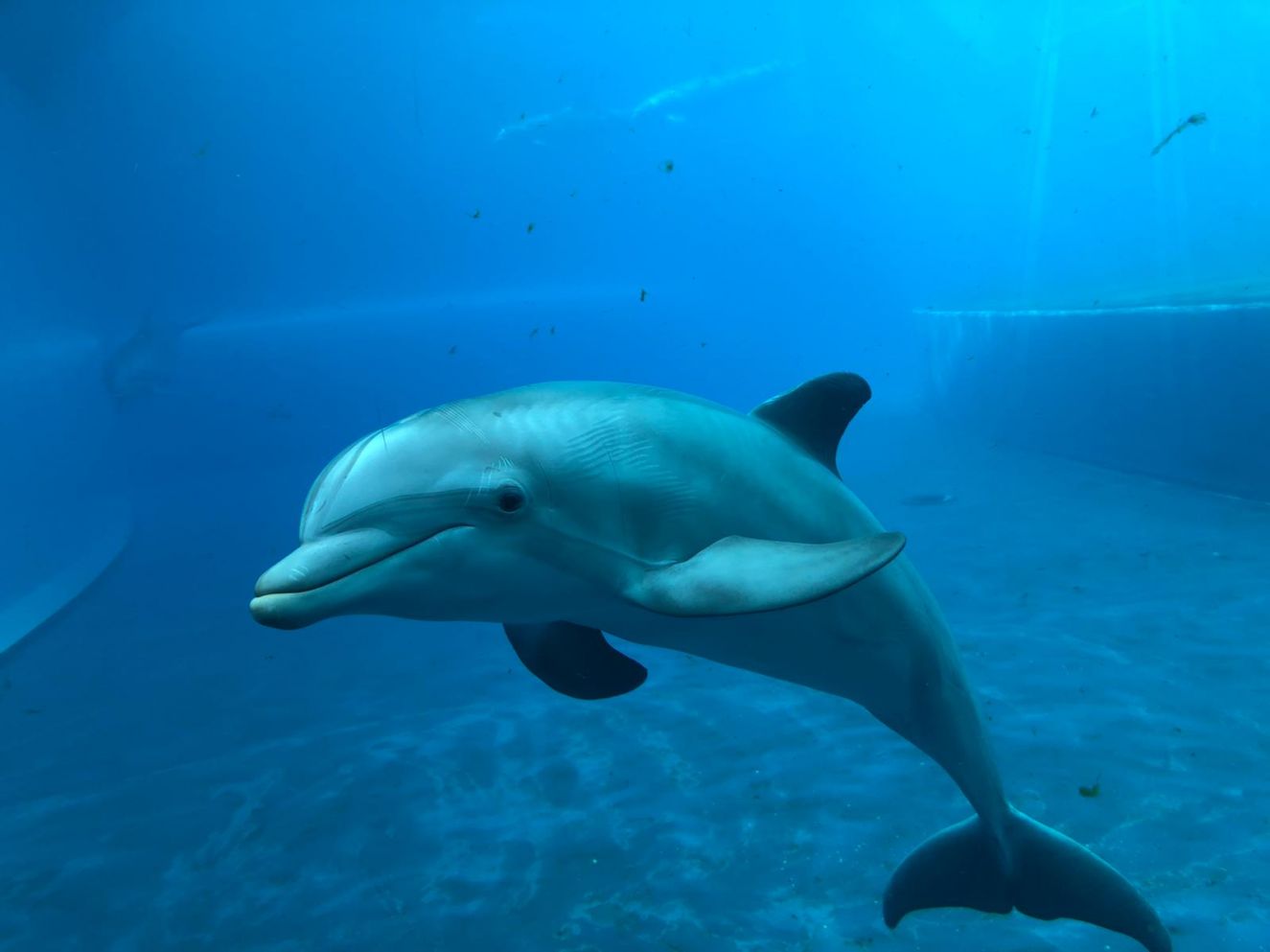 Beppe Costa sulla chiusura dell'Acquario: "Speriamo di riaprire entro maggio"