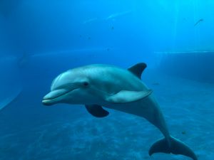 Beppe Costa sulla chiusura dell'Acquario: "Speriamo di riaprire entro maggio"