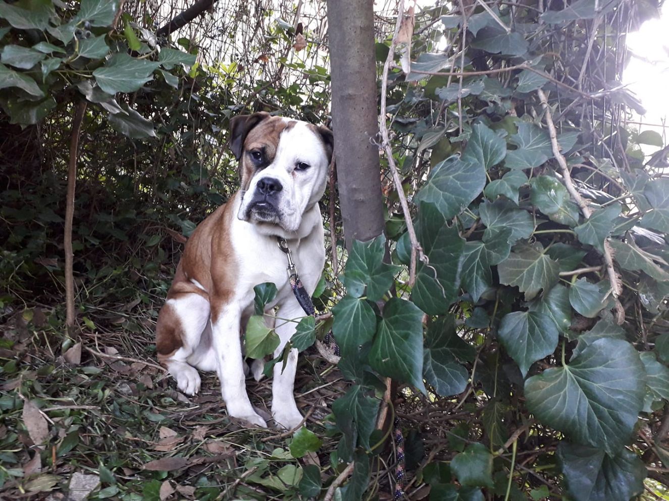 Sturla, cane abbandonato al freddo legato a un albero: è caccia al colpevole