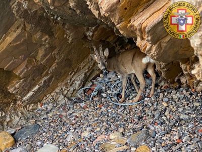 La Spezia, capriolo intrappolato in una caletta: salvato da vigili del fuoco e soccorso alpino