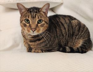 Il gatto "eroe" muore salvando due bambini dal serpente più pericoloso d’Australia