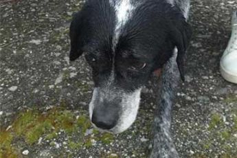 California: cane cerca di tenere al caldo il suo proprietario ormai morto, mentre l’altro va a cercare aiuto 