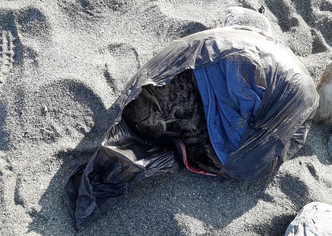 Multedo, cane scava in spiaggia e trova il cadavere sepolto di un gatto