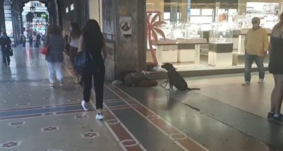 Genova: il pitbull aggredisce un altro cane e i proprietari aggrediscono i vigili