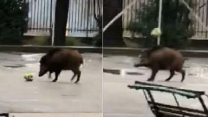 Genova, il "cinghiale bomber" che si allena con il pallone a Sant'Eusebio