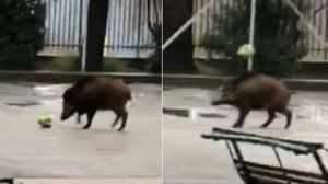 Genova, il "cinghiale bomber" che si allena con il pallone a Sant'Eusebio