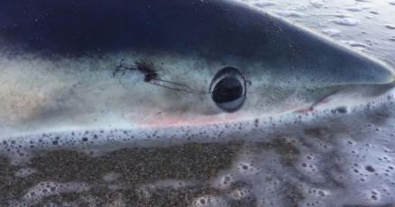 Camogli, uno squalo spiaggiato nella baia di San Fruttuoso