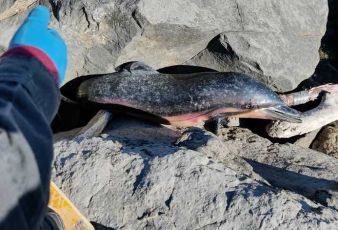 Ventimiglia, un delfino trovato morto tra gli scogli