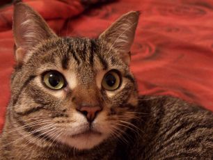 Covid, scoperta variante inglese su un gatto: primo caso in Italia