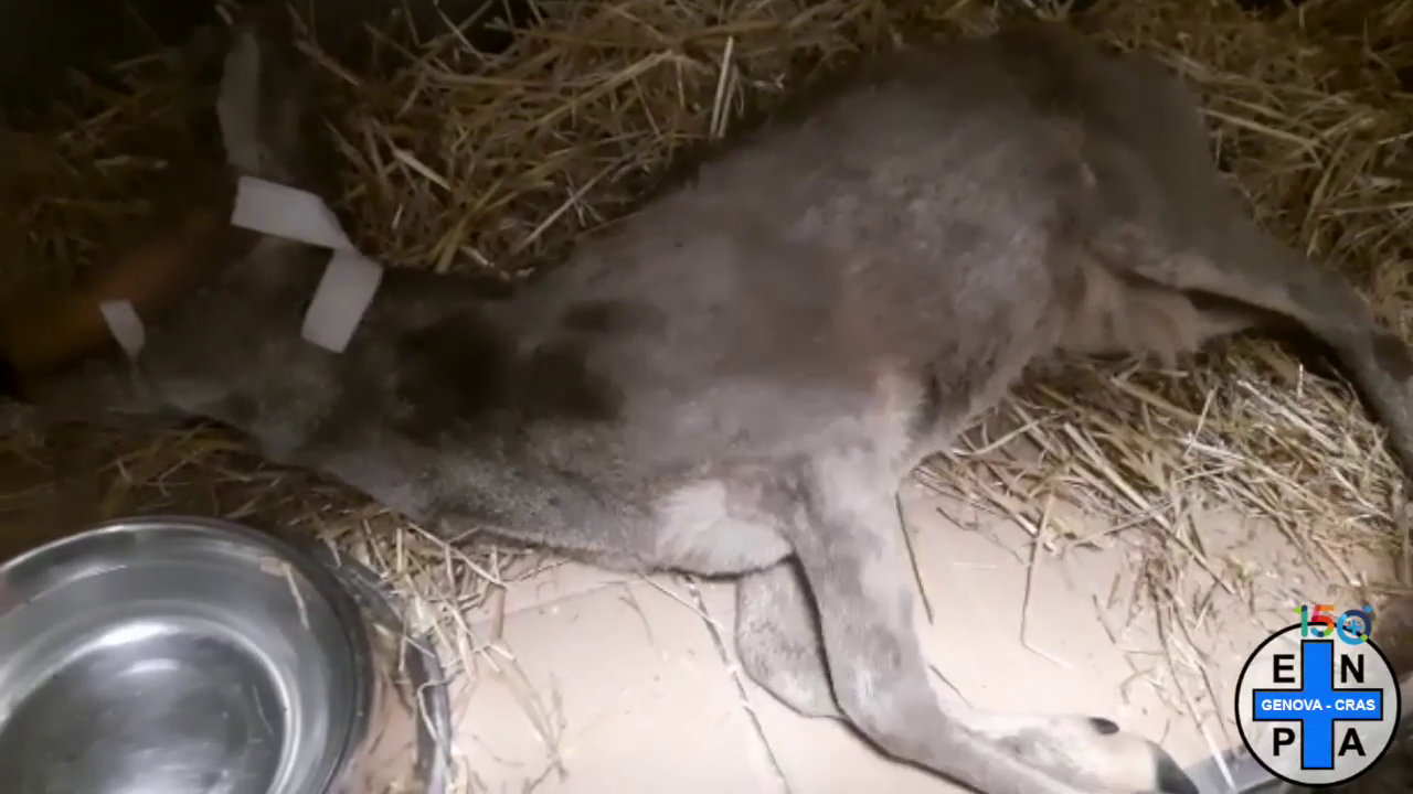 Arenzano, capriolo agonizzante salvato da un gruppo di ragazzi