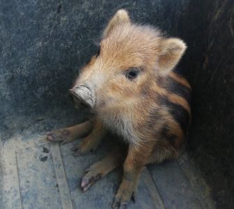 Genova, cucciolo di cinghiale ferito in un torrente: salvato da abitanti e guardia zoofila