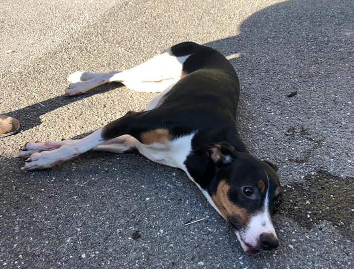 Genova, cane spaventato si getta da un muraglione alto sei metri e si salva