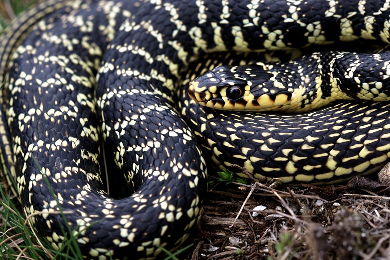 Il gatto eroe muore salvando due bambini dal serpente “più