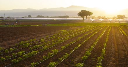 Agricoltura bio, dalla Regione due milioni di euro alle aziende del settore