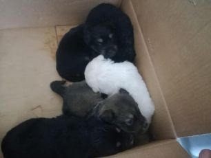 Genova, cinque cuccioli ritrovati in uno scatolone a Scarpino: salvati