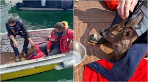 Chiavari, cucciolo di capriolo trovato esausto in mare: salvato