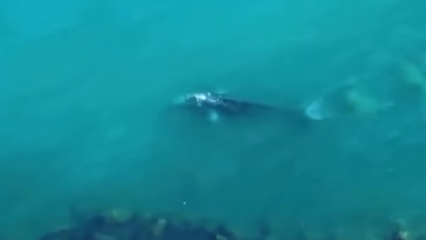 Avvistata una balena grigia nel Mediterraneo, l'ultima volta era accaduto 11 anni fa