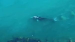 Avvistata una balena grigia nel Mediterraneo, l'ultima volta era accaduto 11 anni fa