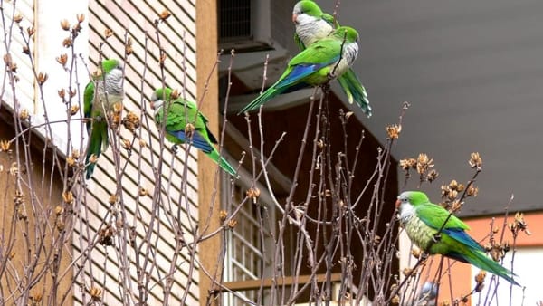 Genova invasa dai pappagalli: il Comune lancia un censimento