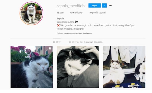 Seppia, il gatto di Boccadasse, sbarca su Instagram: "Io non miagolo, mugugno!"