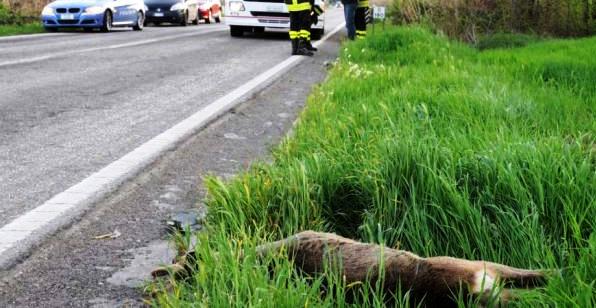 Troppi incidenti stradali per la fauna selvatica: a Savona arrivano dissuasori ottici e acustici