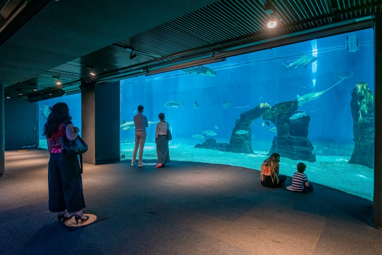 Genova, l'Acquario e il Museo del Mare riaprono al pubblico da lunedì