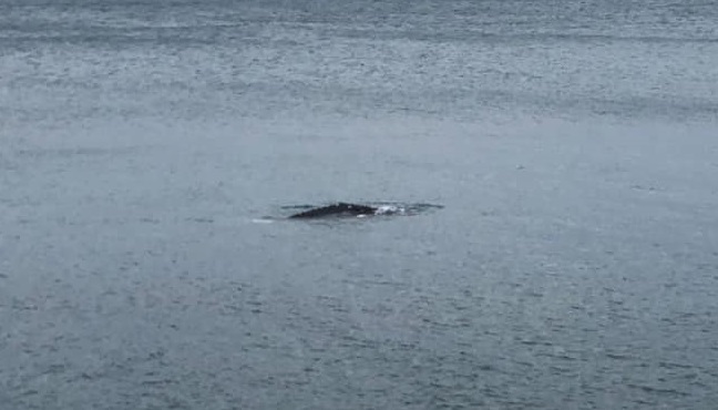 La balena grigia Wally arriva in Liguria: avvistata a Sestri Levante