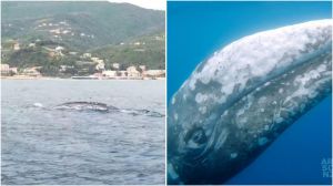 Liguria, la balena Wally diretta in Francia: scortata dalla Guardia Costiera