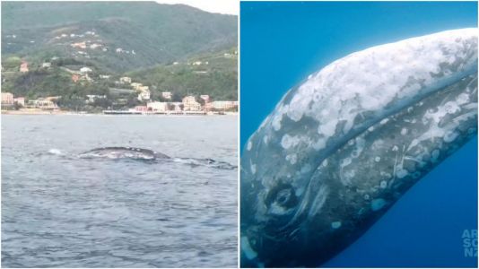Liguria, la balena Wally diretta in Francia: scortata dalla Guardia Costiera