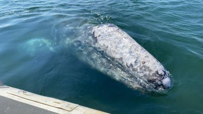 Liguria, la balena grigia Wally è lunga 7,70 metri e ha urgente bisogno di cibo