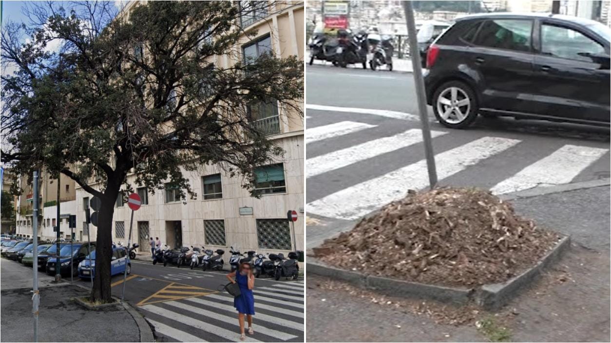Genova, decine di alberi tagliati da Aster: "Operazioni necessarie"