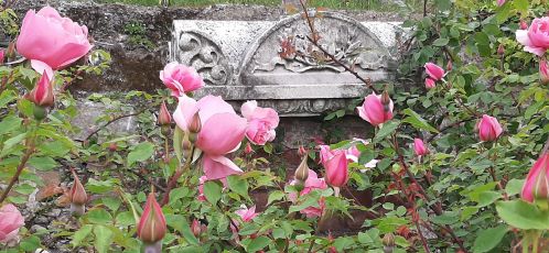 Genova, il roseto di Murta dedica un mese di eventi online ad Agatha Christie